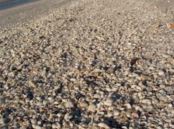 Beach Shells