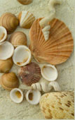 Shell Variety